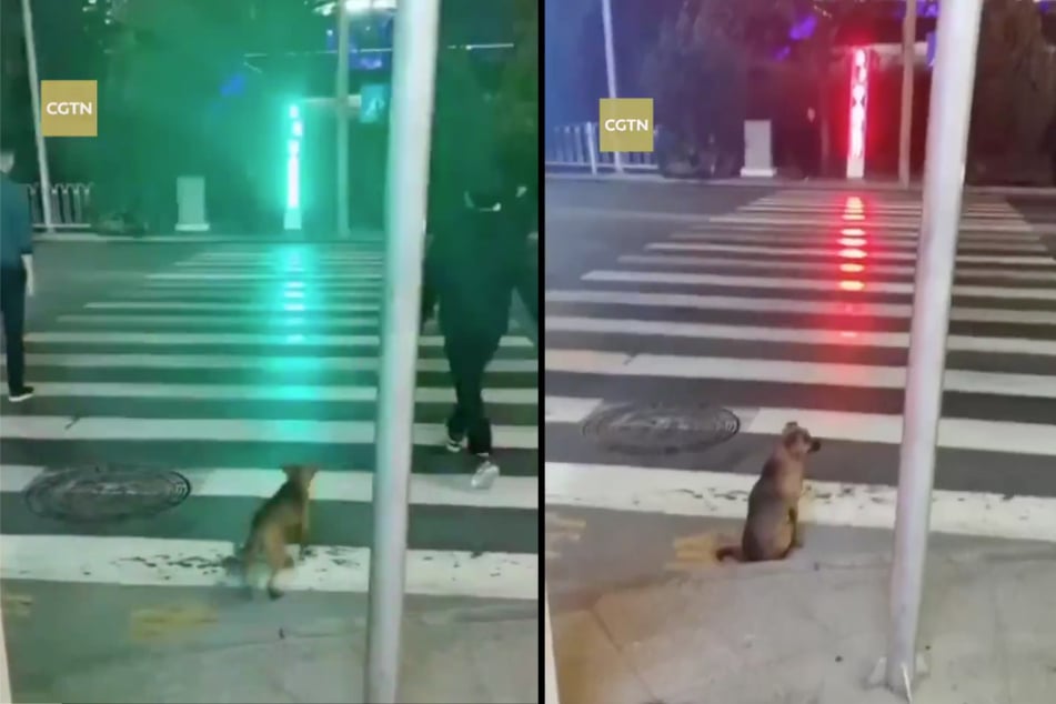 Even though this dog is a stray, it knows when it's safe to cross the road.