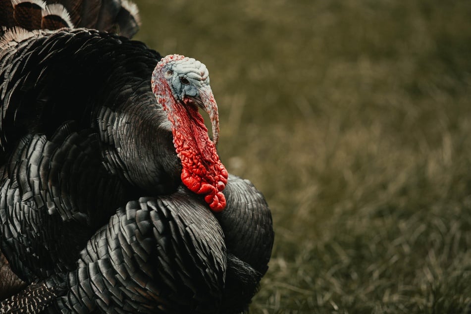 These funny-looking birds are actually incredibly delicious!