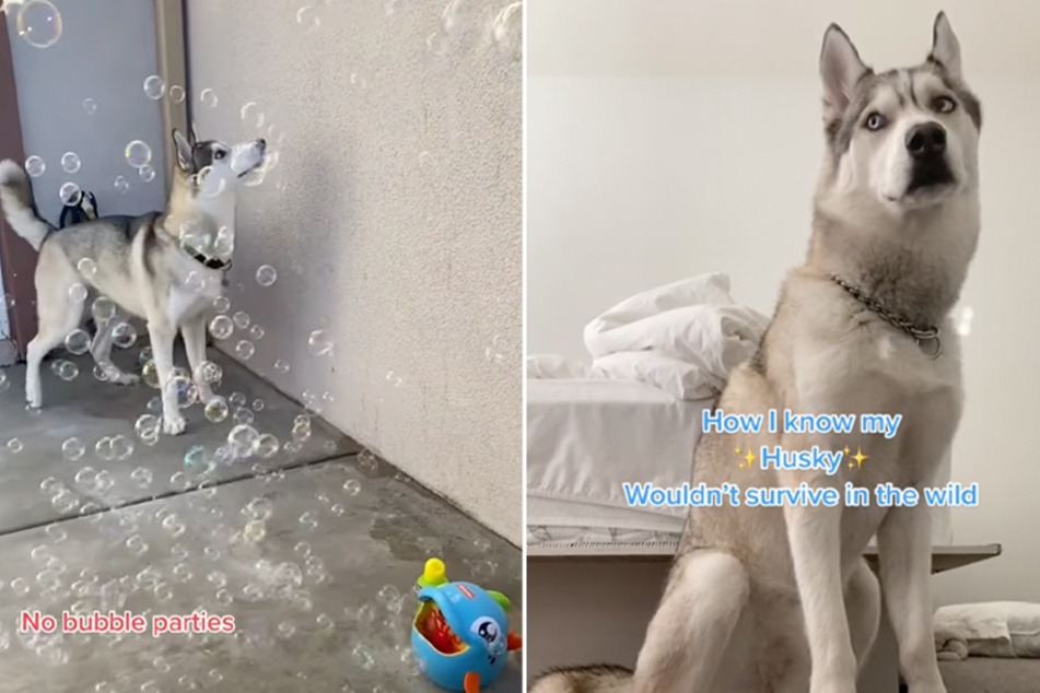 Husky owner shows why bubble-loving dog wouldn't survive in the wild
