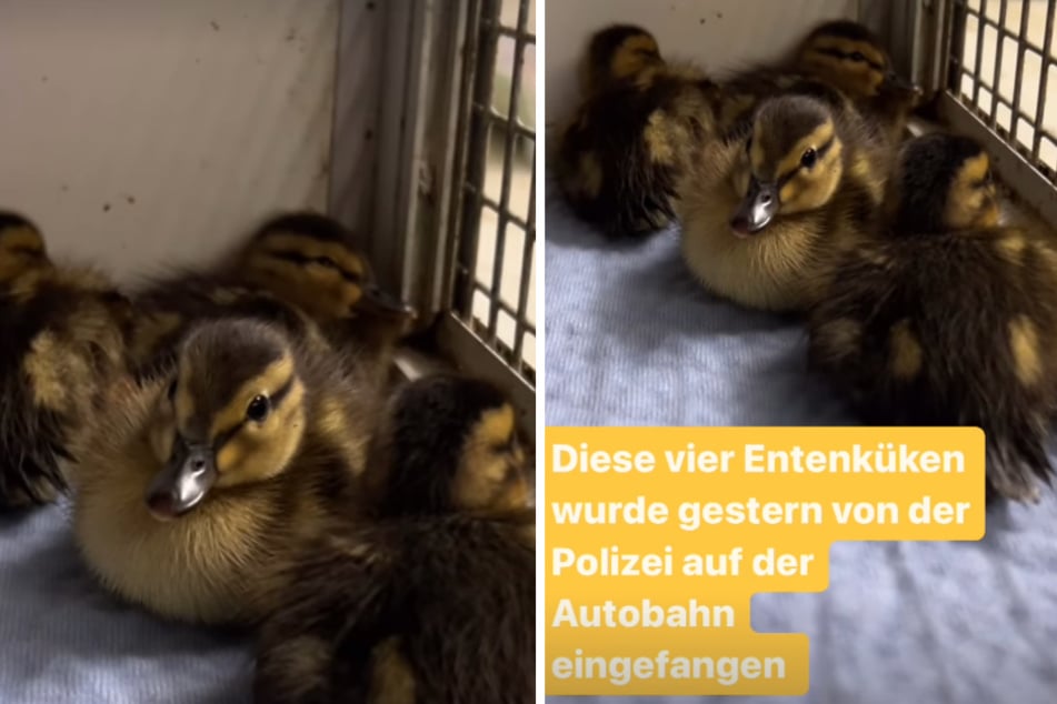 Die Polizei rettete das Quartett auf der A4, jetzt müssen sie erst wieder zu Kräften kommen.