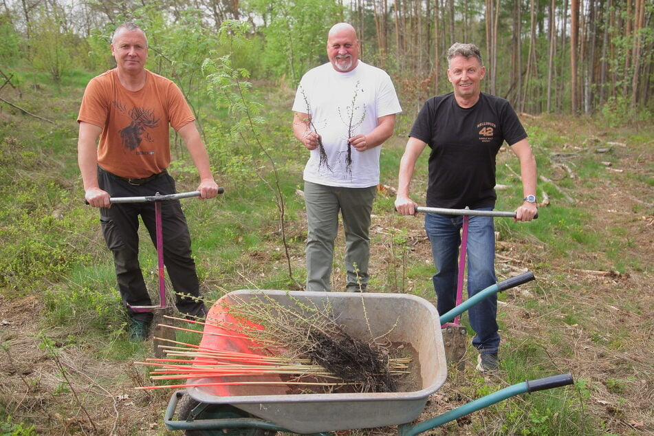 Forstverwalter Thomas Koitzsch (54, v.l.), Manufaktur-Chef Thomas Michalski (64) und Brennmeister Jörg Hans (56) pflanzen die Setzlinge.