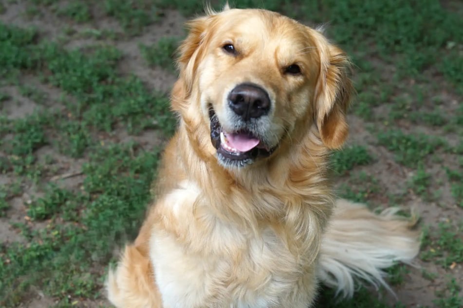 Golden Retriever Brausi aus dem Hamburger Tierheim ist auf der Suche nach einem liebevollen Zuhause.