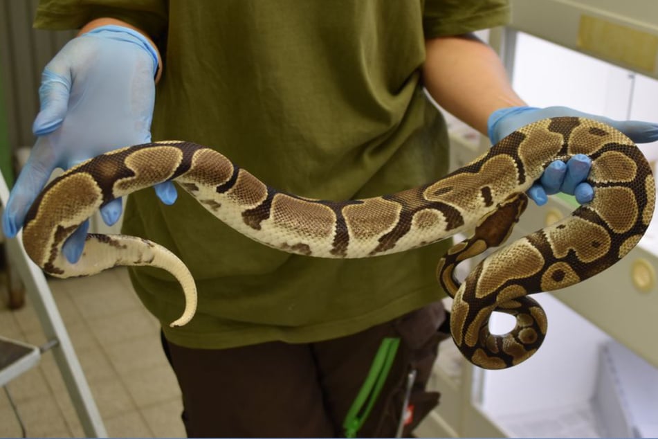 Schlangen-Alarm! Königspythons in Karton mit mysteriösen Zettel ausgesetzt