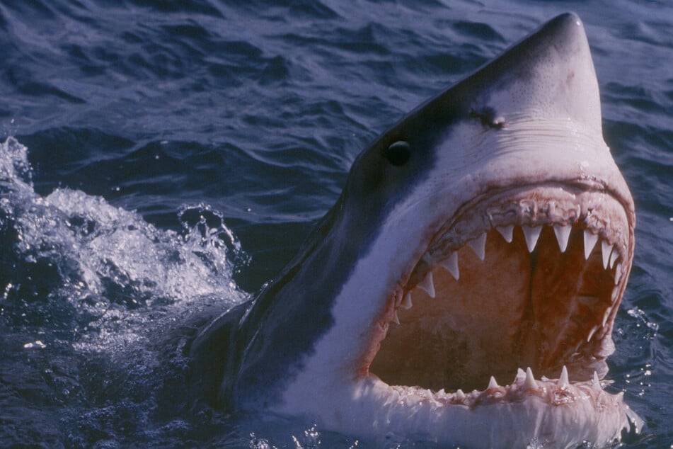 Researchers urge Australian authorities to drop the term "shark attack"