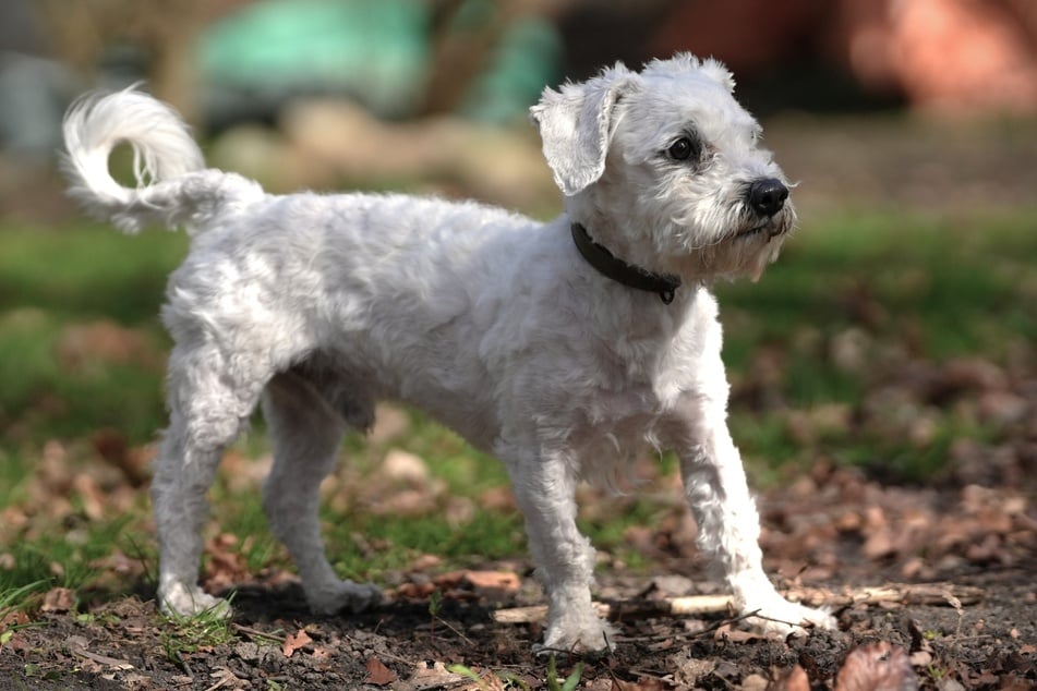 Mit anderen Hunden versteht er sich gut.