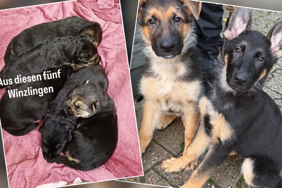 Aus den klitzekleinen Fellnasen sind inzwischen heranwachsende Welpen geworden.