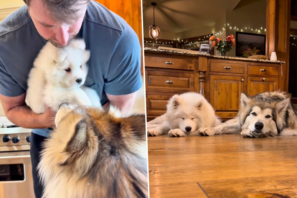 Śmiało! Chociaż wszystkie inne psy dotąd bały się Duke’a, jego właściciele postanowili spróbować połączyć go właśnie z suczką szczeniakiem Odesą. Najnowsze zdjęcia pokazują, że udało się to.