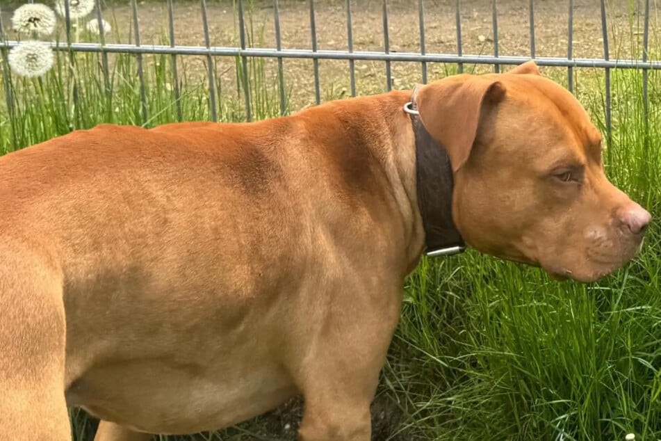 Fred will nicht im Tierheim alt werden: Wer gibt dem Mischling eine Chance?