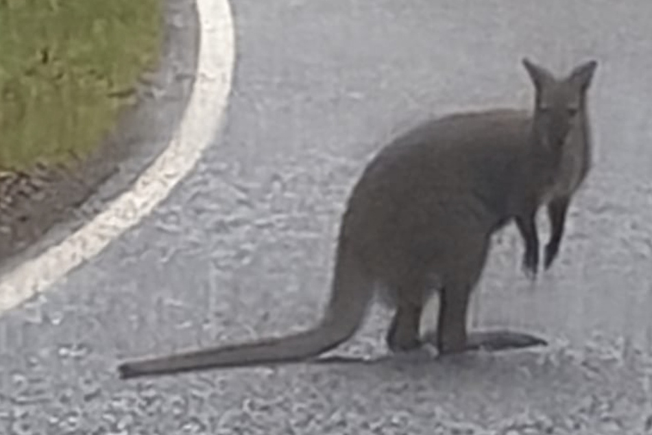 Roo on the loose! Kangaroo goes rogue on roadway