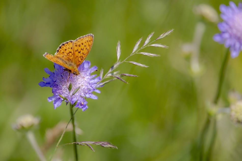 Insekten wie Schmetterlinge freut's.