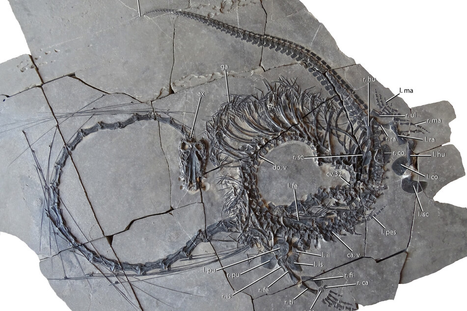 Dinocephalosaurus orientalis fossils discovered in China bear a striking resemblance to traditional depictions of dragons.