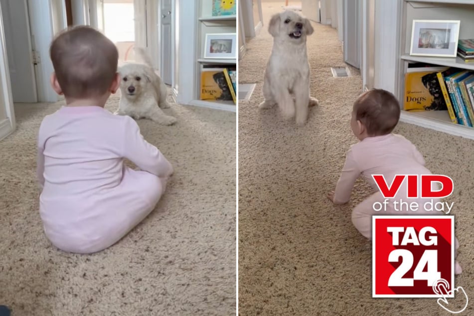Pickle the puppy met a baby for the first time and immediately wanted to become best friends.