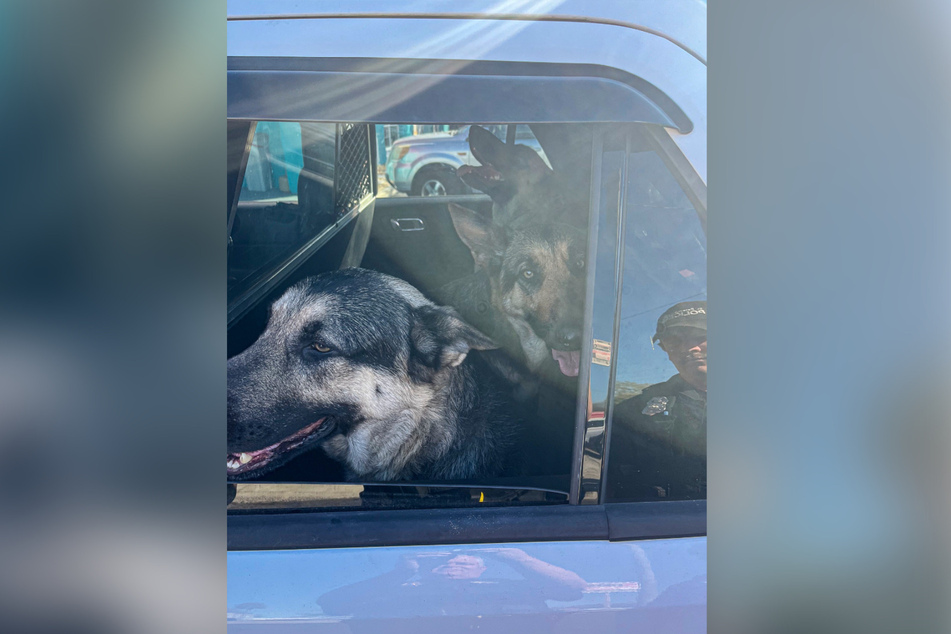 "Manche Hunde tun alles für eine Autofahrt!", so das St. Petersburg Police Department bei Facebook.