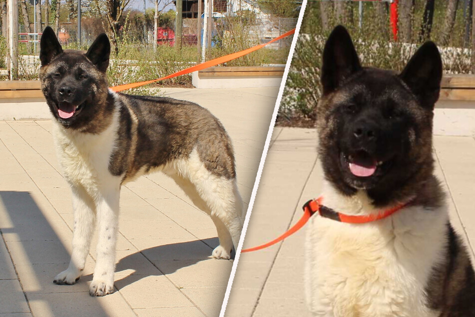 Junger Akita aus schlechter Haltung befreit: Findet Hund Baghira eine neue Familie?
