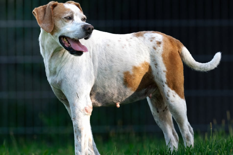 Mischling Sam steckt voller Energie und möchte ausgelastet werden.