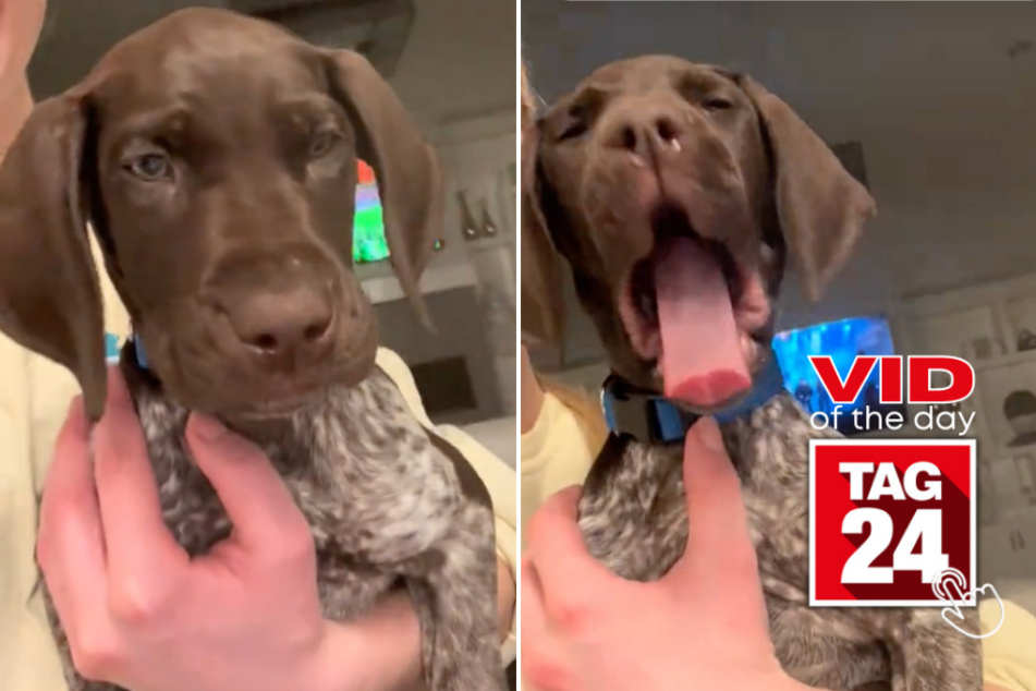 viral videos: Viral Video of the Day for March 8, 2024: This puppy has the world's cutest yawn ever!