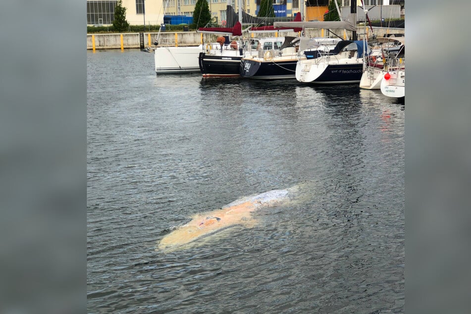 Das Tier wurde der Wasserschutzpolizeiinspektion Wismar durch das Hafenamt Wismar gemeldet.