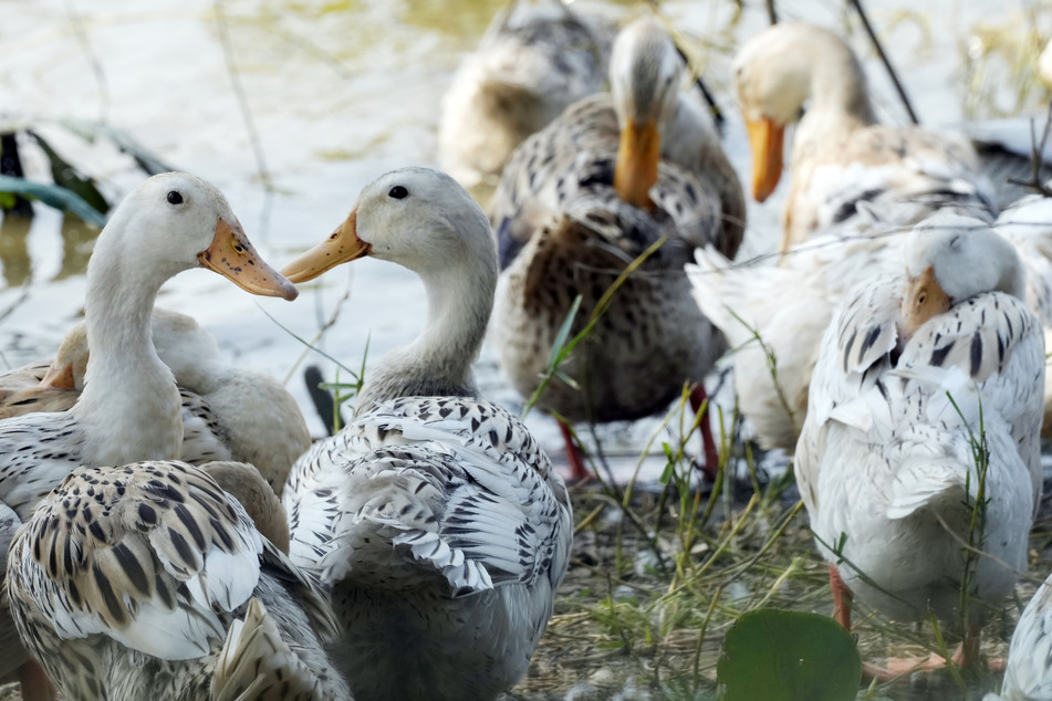 Aufgrund der sich ausbreitenden Vogelgrippe wurde in vielen südwestlichen Landkreisen eine Stallpflicht für Geflügel verordnet.