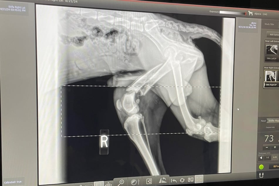 Zlomenou nohu už nešlo zachránit.