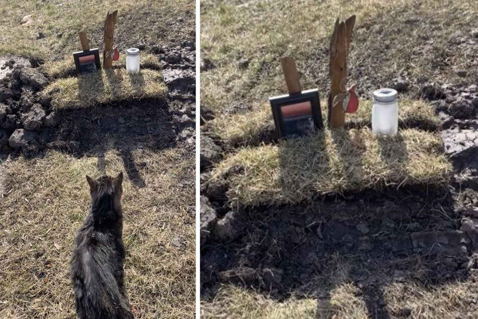 Trauriges Ende: Kater Texas Ranger sitzt am Grab von Katze Timber.