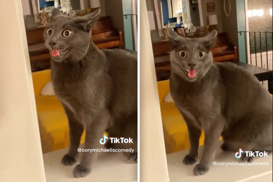 Cat or dog? Panting pet's crazy look leaves TikTok baffled