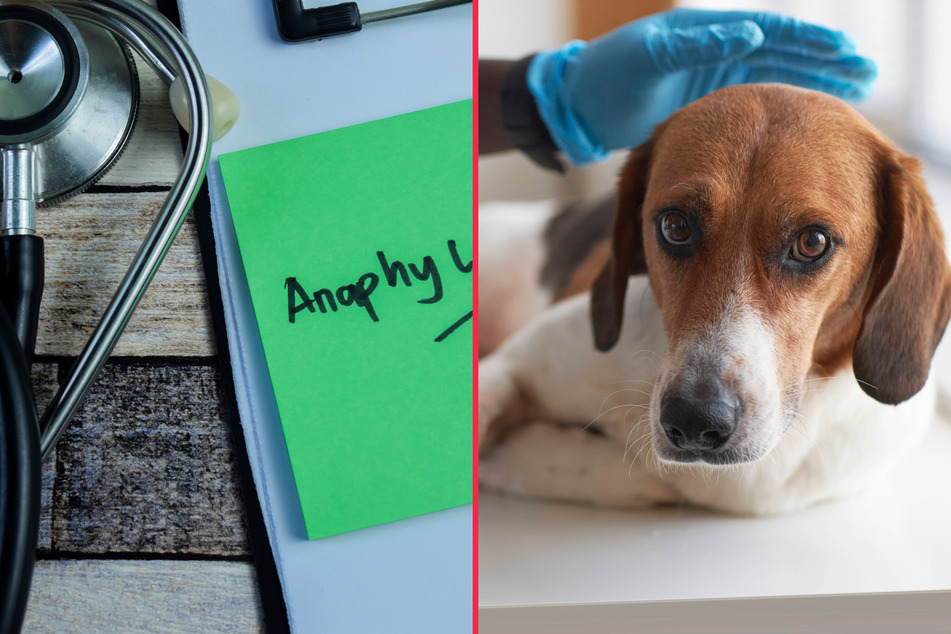 Do dogs get anaphylaxis and, if so, how should you deal with it?