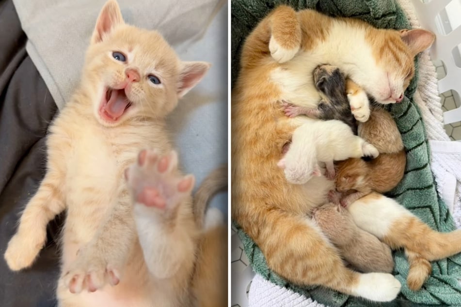Katzen-Mama kann Päuschen vertragen: Wer ihr dann hilft, verzückt so viele