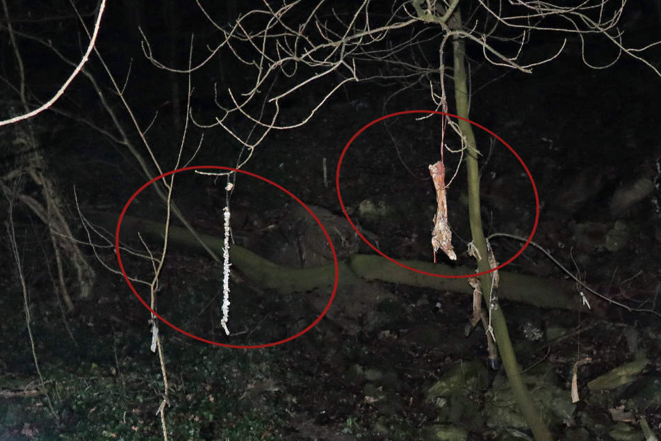 Über dem selbst angelegten Steinkreis wurden neben handgefertigten Anhängern mit unterschiedlichen Symbolen augenscheinlich auch Teile von Tierkadavern in die Bäume gehängt.