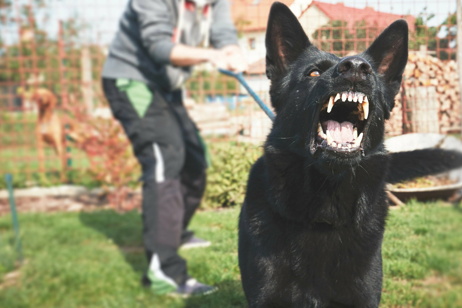 Hund auf jungen Mann gehetzt: Zweiter Verdächtiger nach Rassismus-Eklat ermittelt
