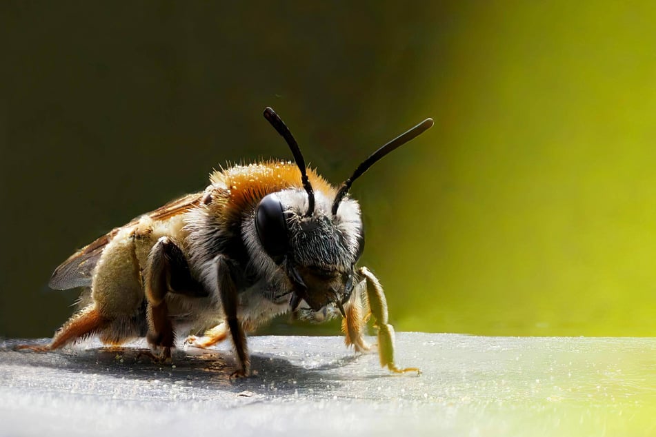 Viele Wildbienen sind gefährdet, vom Aussterben bedroht. Blütenpflanzen sind ihre Lebensgrundlage.