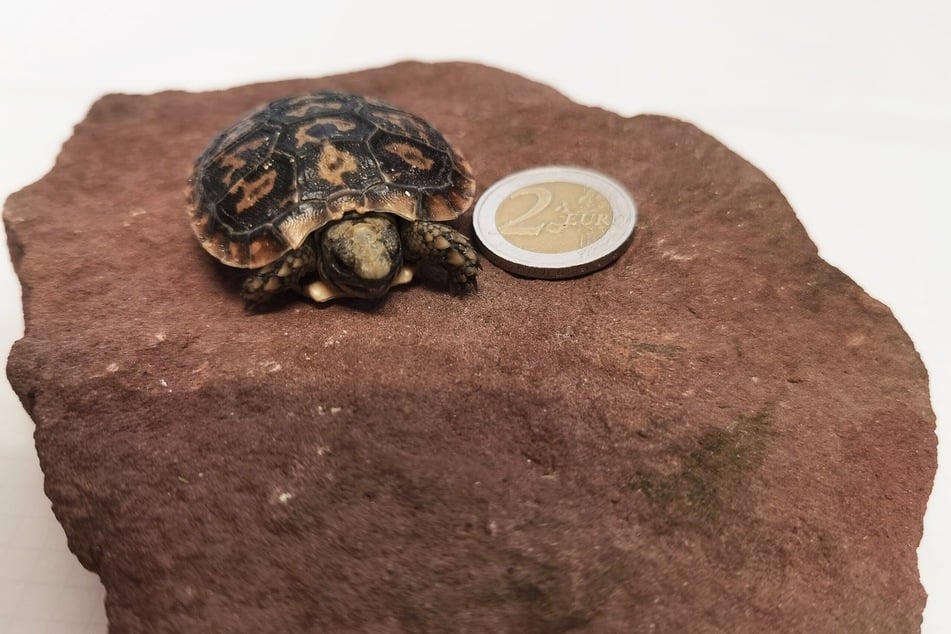 Die Mini-Schildkröte hat zwei große Geschwister im Magdeburger Zoo.