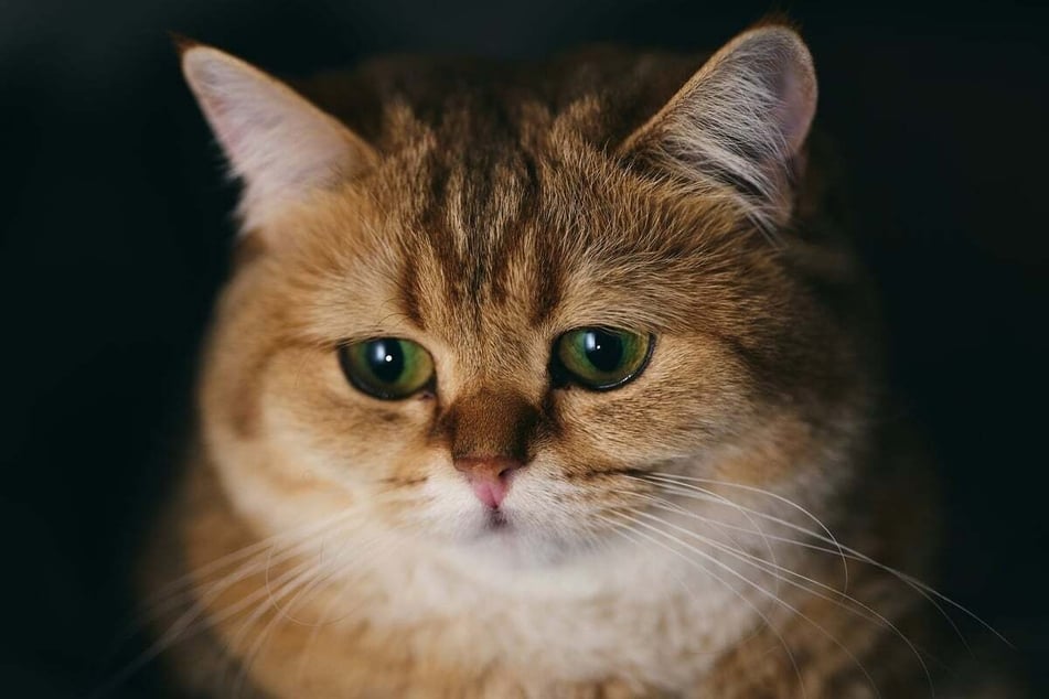 Katzen können eifersüchtig werden, wenn sie zu wenig Aufmerksamkeit bekommen.