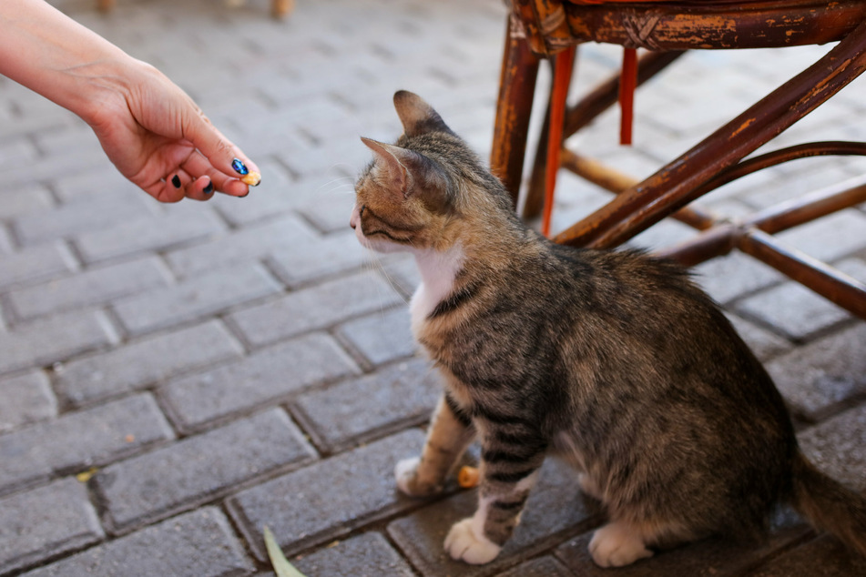 Der Tierschutzbund rät davon ab, streunende Straßenkatzen zu füttern, da dies nur eine kurzfristige Hilfe sei. Viel mehr sollten sie eingefangen, registriert und kastriert werden, damit sie sich nicht ungehindert vermehren können.