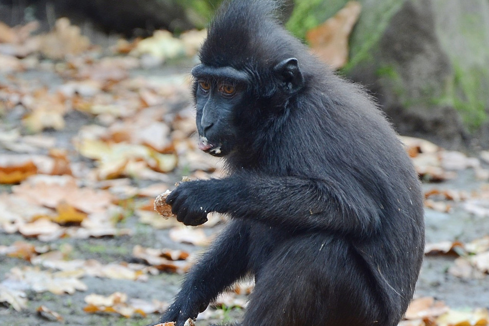 Der Zoo Děčín hat natürlich auch Affen im Programm.