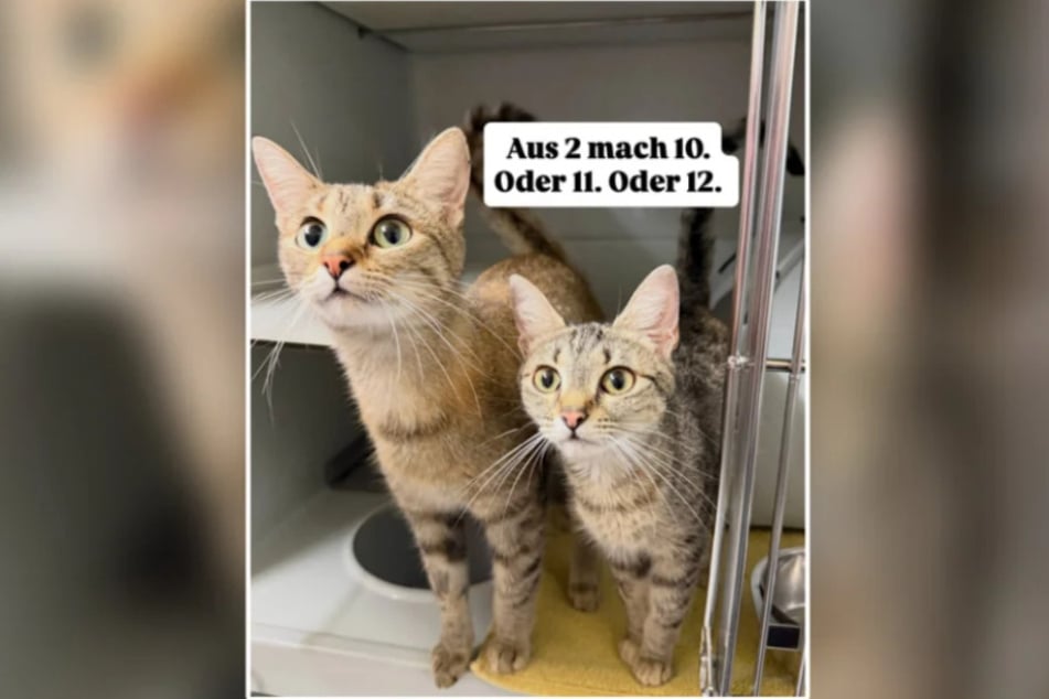 Die jüngere der beiden ausgesetzten Katzen brachte vier Kitten zur Welt, inzwischen sind alle vier tot.
