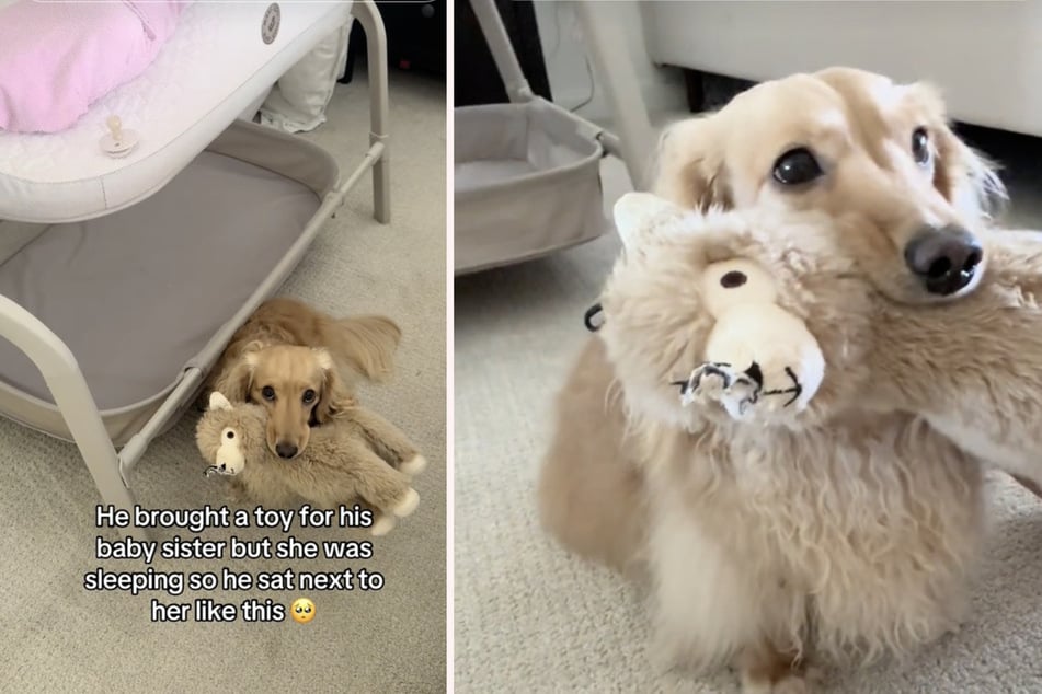 Sweet dog runs into new baby sister's room for this adorable reason!