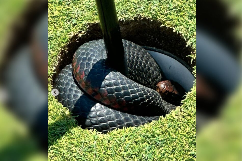 Da passt definitiv kein Golfball rein! Die Schlange blockierte das Loch.