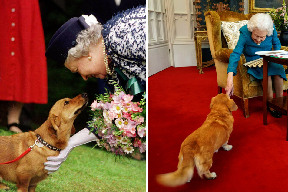 Wer kümmert sich jetzt eigentlich um die geliebten Hunde der Queen?