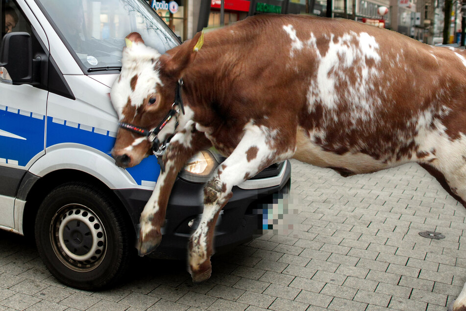 Fotomontage: Dem Rind brachte die Flucht vor dem Schlachter nichts, es wurde schließlich erschossen (Symbolbild).