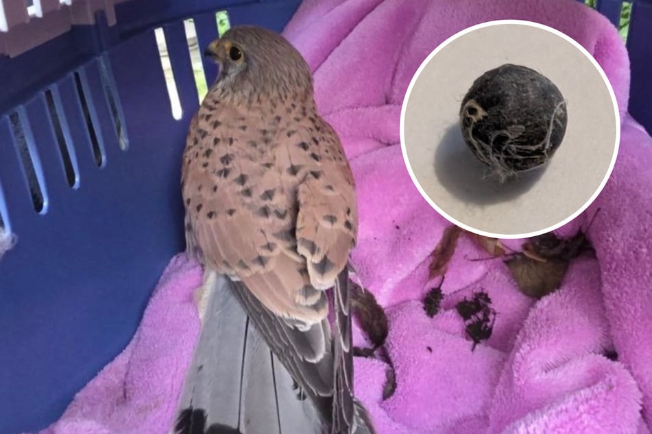 Etwa einen Monat nach der Tat verstarb der Turmfalke an seinen Verletzungen.