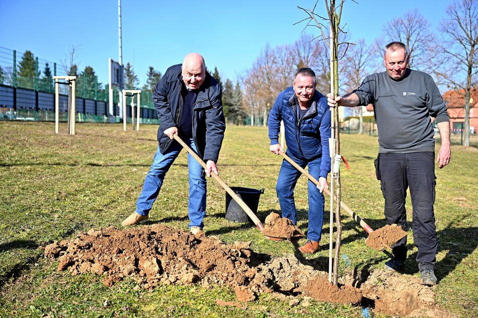 Jürgen König (63, v.l.) vom Umweltamt, Bürgermeister Jan Donhauser (55, CDU) und Platzwart Paul (61) pflanzen symbolisch einen Obstbaum für mehr Artenvielfalt auf Sportstätten.