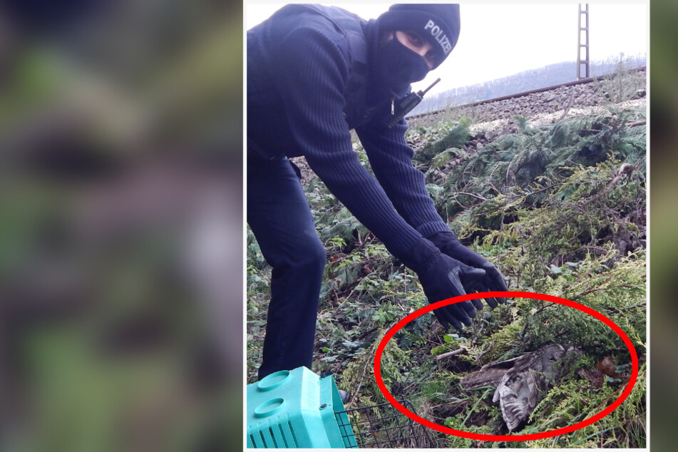 Ein Polizist packt die verletzte Eule in einen Käfig. Anschließend wurde der Vogel in eine Tierklinik gebracht.