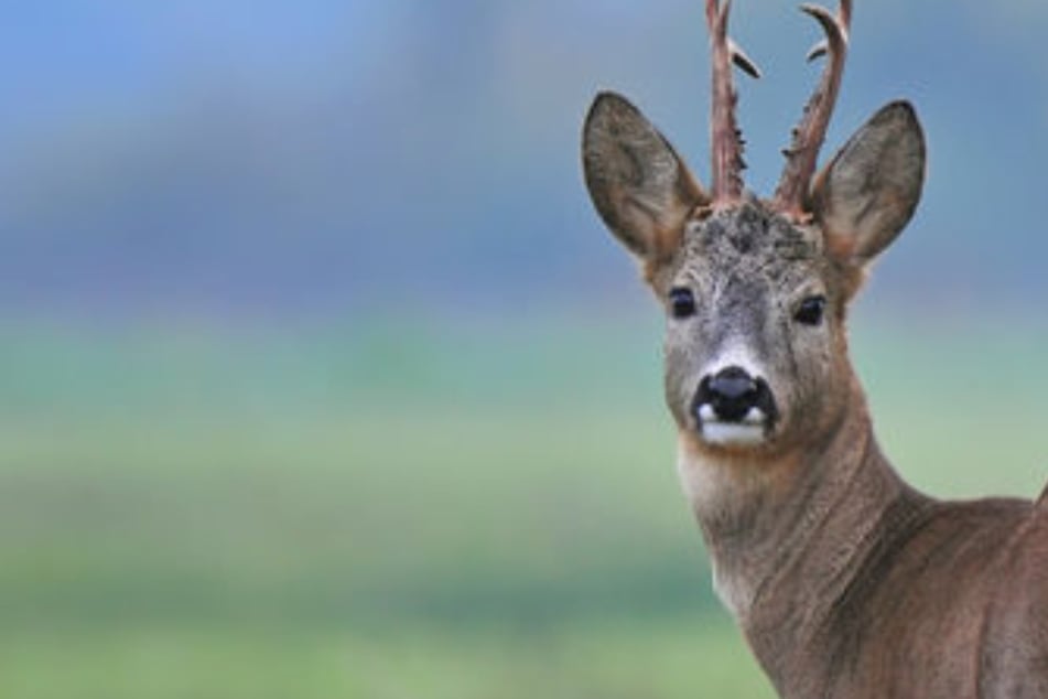 A hunter captured a badly injured stag on camera (stock image).