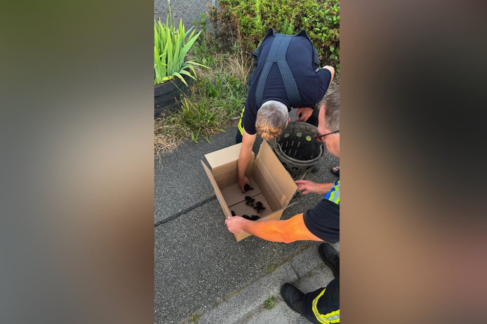 Die Einsatzkräfte der Feuerwehr konnten die Enten-Babys befreien.