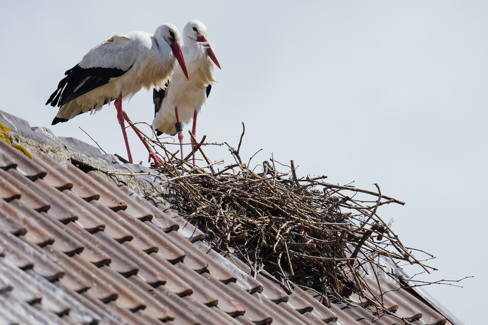 Die stetig wachsende Zahl der in NRW nistenden Weißstörche freut die Vogelschützer. (Archivbild)
