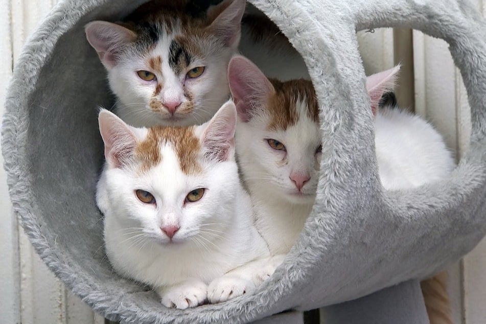 Finja, Fee und Freddy wurden im frühen Kittenalter aufgefunden.