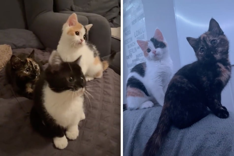 Dancing kittens captivate TikTok with smooth moves and a secret weapon