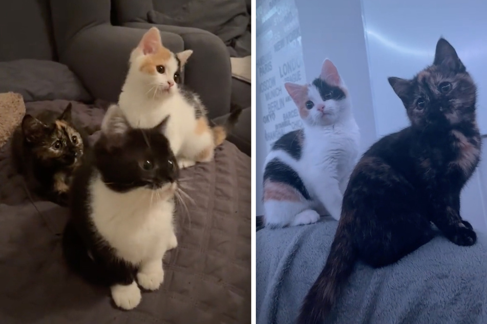 Katze Yuna und ihre Freunde wippen perfekt im Takt mit ihren Köpfen.