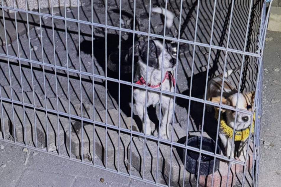 Das Hunde-Duo musste gemeinsam auf nur 1,5 Quadratmetern im Dreck leben.