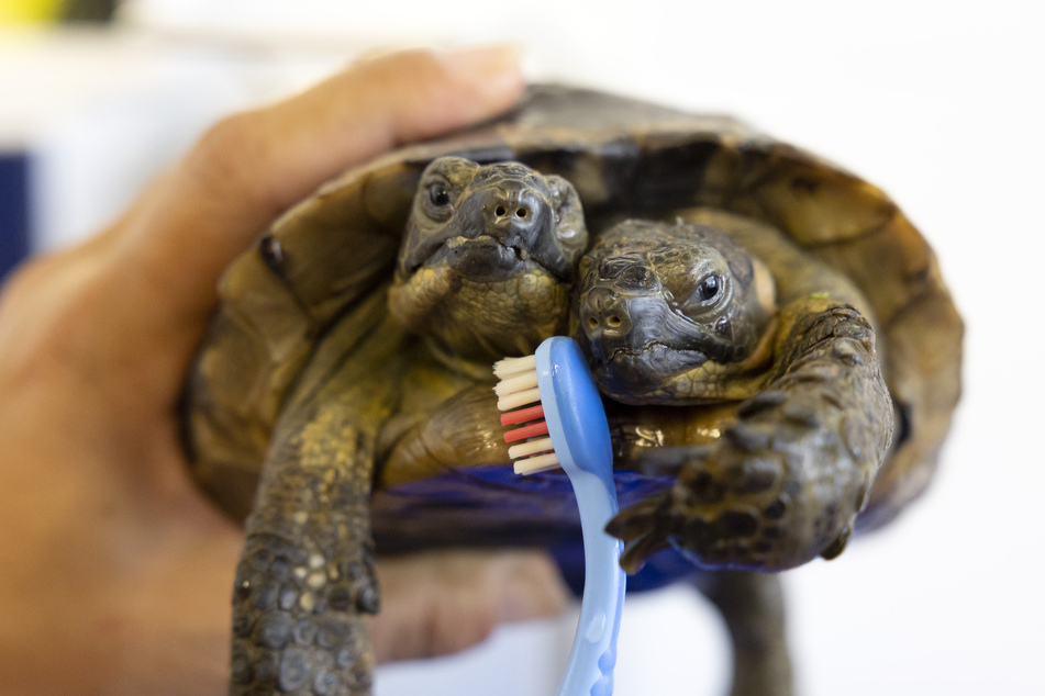 Seit 25 Jahren nun lebt diese Schildkröte mit zwei Köpfen.